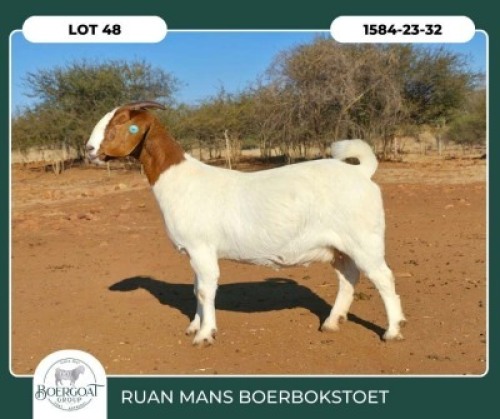 1 X BOER GOAT STUD DOE Ruan Mans