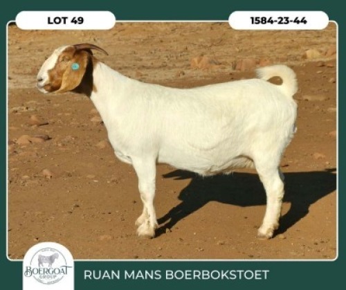 1 X BOER GOAT STUD DOE Ruan Mans