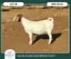 1 X BOER GOAT STUD DOE Ruan Mans - 2