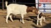 1+2 X BOER GOAT DOE WL KINNEAR
