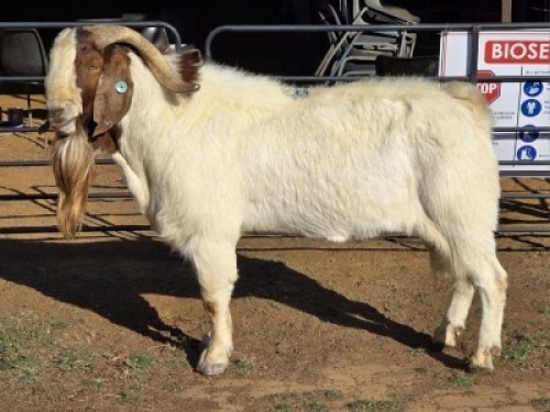 1 X BOER GOAT BUCK WL KINNEAR