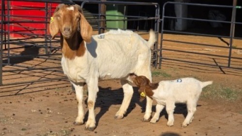 1+1 X BOER GOAT DOE WL KINNEAR