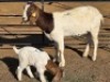 1+1 X BOER GOAT DOE WL KINNEAR