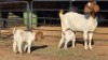 1+2 X BOER GOAT DOE WL KINNEAR