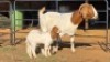 1+2 X BOER GOAT DOE WL KINNEAR