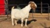 1 X BOER GOAT DOE WL KINNEAR