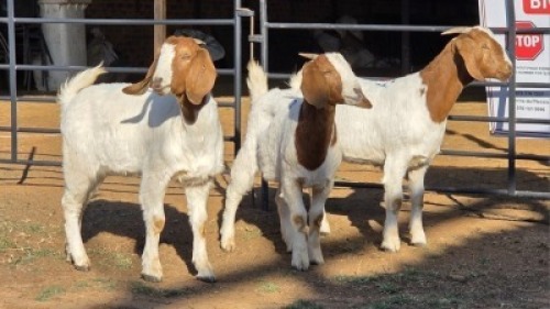 3 X BOER GOAT DOE WL KINNEAR (Per animal to take the lot)
