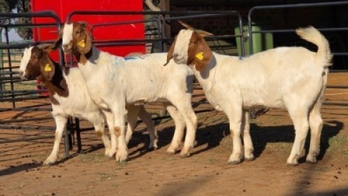 3 X BOER GOAT DOE WL KINNEAR (Per animal to take the lot)