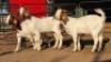 3 X BOER GOAT DOE WL KINNEAR (Per animal to take the lot)