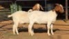 2 X BOER GOAT DOE WL KINNEAR (Per animal to take the lot)
