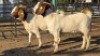 2 X BOER GOAT DOE WL KINNEAR (Per animal to take the lot)
