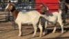 2 X BOER GOAT DOE WL KINNEAR (Per animal to take the lot)