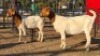 2 X BOER GOAT DOE WL KINNEAR (Per animal to take the lot)