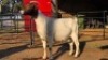1 X BOER GOAT DOE WL KINNEAR