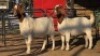 2 X BOER GOAT DOE WL KINNEAR (Per animal to take the lot)