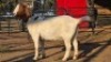 1 X BOER GOAT DOE WL KINNEAR