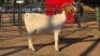 1 X BOER GOAT DOE WL KINNEAR