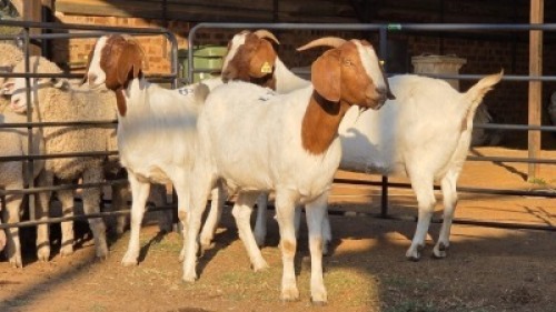 3 X BOER GOAT DOE WL KINNEAR (Per animal to take the lot)