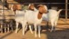3 X BOER GOAT DOE WL KINNEAR (Per animal to take the lot)