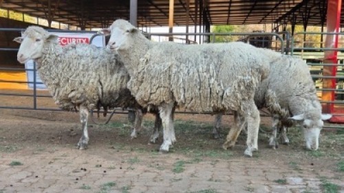 3 X VLEIS MARINOS EWE KHALMESHE AGRICULTURAL HOLDINGS (Per animal to take the lot)