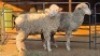 2 X VLEIS MARINOS EWE KHALMESHE AGRICULTURAL HOLDINGS (Per animal to take the lot)