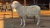 1 X VLEIS MARINOS EWE KHALMESHE AGRICULTURAL HOLDINGS