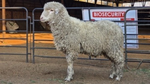 1 X VLEIS MARINOS RAM KHALMESHE AGRICULTURAL HOLDINGS