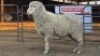 1 X VLEIS MARINOS RAM KHALMESHE AGRICULTURAL HOLDINGS