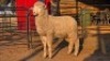 1 X VLEIS MARINOS RAM KHALMESHE AGRICULTURAL HOLDINGS