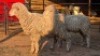 2 X VLEIS MARINOS RAM KHALMESHE AGRICULTURAL HOLDINGS (Per animal to take the lot)