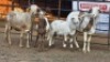 2+2 X MEATMASTERS EWE CORNE LEGEMAAT (Per animal to take the lot)