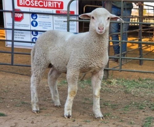 1 X VLEIS MARINOS RAM KHALMESHE AGRICULTURAL HOLDINGS