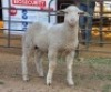 1 X VLEIS MARINOS RAM KHALMESHE AGRICULTURAL HOLDINGS