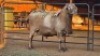 1 X MEATMASTERS RAM CORNE LEGEMAAT