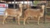 2 X MEATMASTERS EWE CORNE LEGEMAAT (Per animal to take the lot)