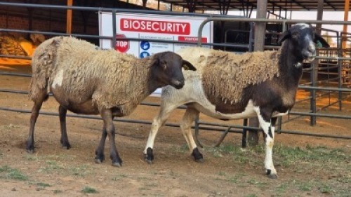 2 X MEATMASTERS EWE CORNE LEGEMAAT (Per animal to take the lot)