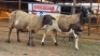 2 X MEATMASTERS EWE CORNE LEGEMAAT (Per animal to take the lot)