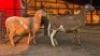 2 X MEATMASTERS EWE CORNE LEGEMAAT (Per animal to take the lot)