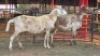 2 X MEATMASTERS EWE CORNE LEGEMAAT (Per animal to take the lot)