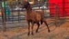 1 X MEATMASTERS EWE CORNE LEGEMAAT