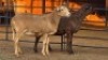 2 X MEATMASTERS EWE CORNE LEGEMAAT (Per animal to take the lot)
