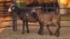 2 X MEATMASTERS RAM & EWE CORNE LEGEMAAT (Per animal to take the lot)