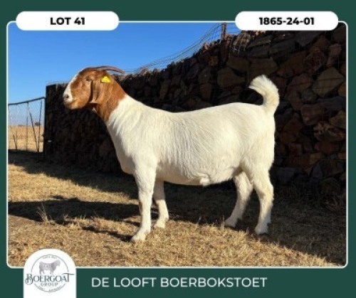 1 X BOER GOAT STUD DOE Delooft Boerbokstoet
