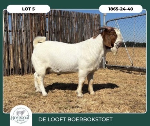 1 X BOER GOAT FLOCK TEAT BUCK Delooft Boerbokstoet