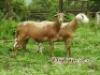 LOT 65 2X MEATMASTER OOI/EWE ZABO MEATMASTERS(PER STUK OM LOT TE NEEM/PER PIECE TO TAKE THE LOT) - 5
