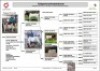 1 X BOER GOAT STUD DOE Aegagrus Boerbok stoet - 5