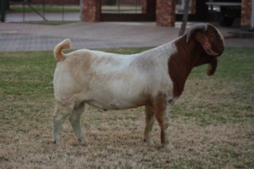 1 X BOER GOAT FLOCK BUCK Bosland Boerdery