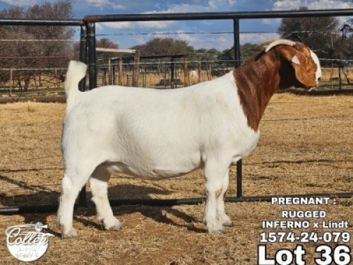 1 X BOER GOAT FLOCK DOE Collen Boerdery