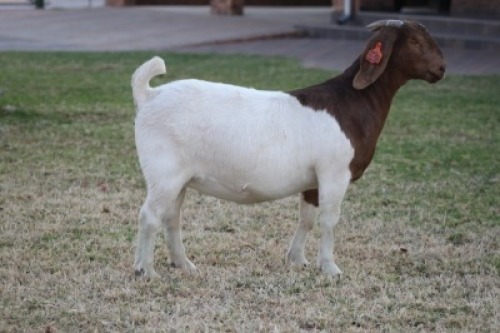 1 X BOER GOAT FLOCK COLOR DOE Bosland Boerdery