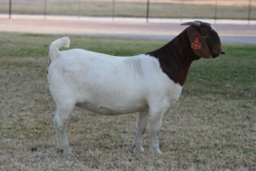 1 X BOER GOAT FLOCK COLOR DOE Bosland Boerdery